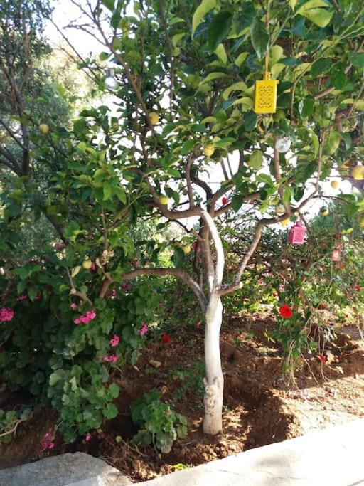Grandpa Simos' Traditional Guest House Agios Romanos Exterior foto